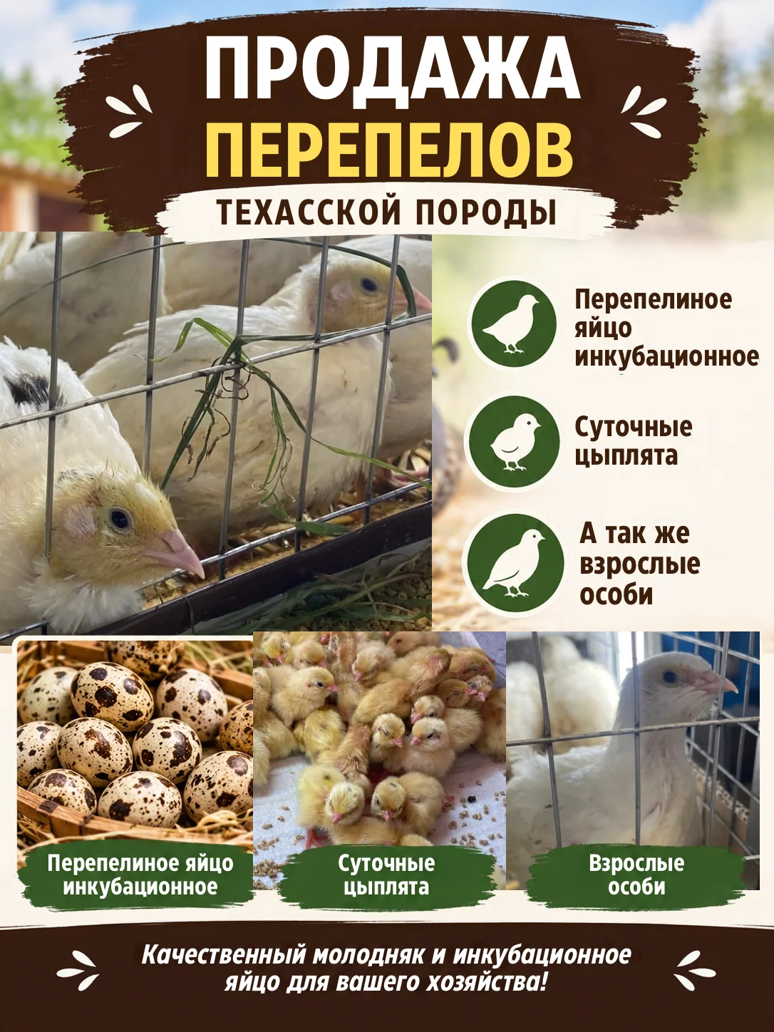 Перепела - изображение 1