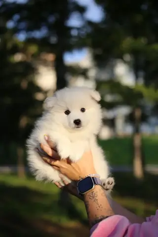 японский шпиц щенок