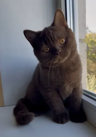 Британские котята