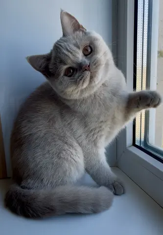 Британские котята