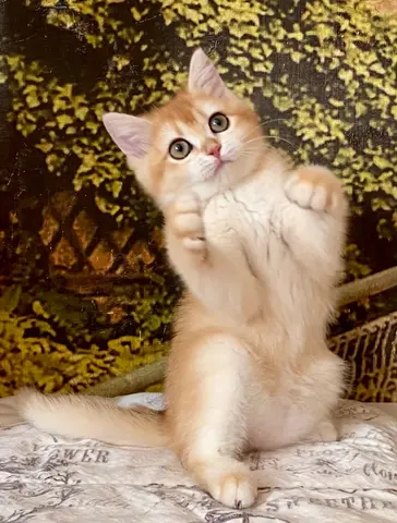 Британские котята
