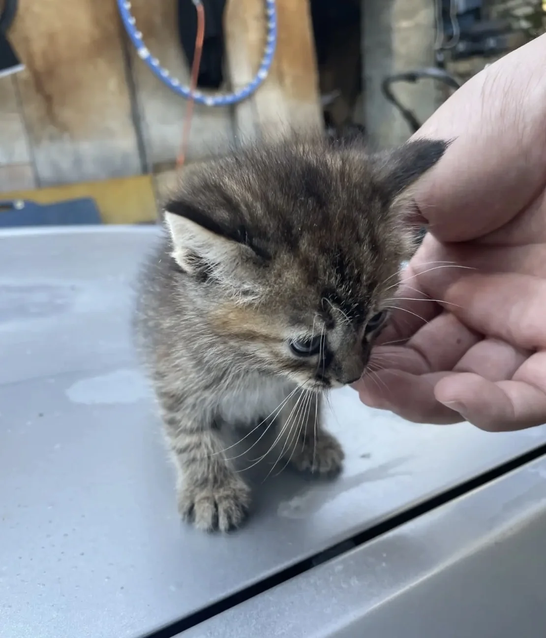 котята - изображение 1