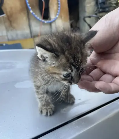 котята