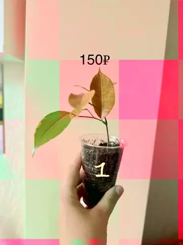 Фикус бенджамина Кинки