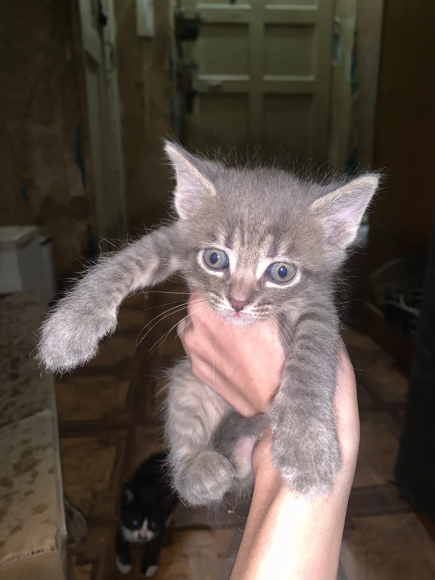 Котята в добрые руки - миниатюра 2