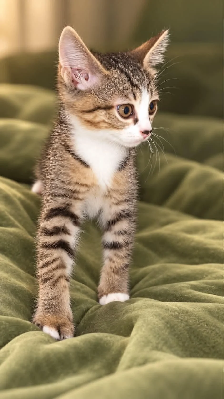 котенок сибирской породы мальчик - миниатюра 3