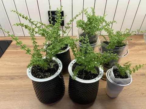 Нефролепис Грин Фэнтези (Nephrolepis ‘Green Fantas