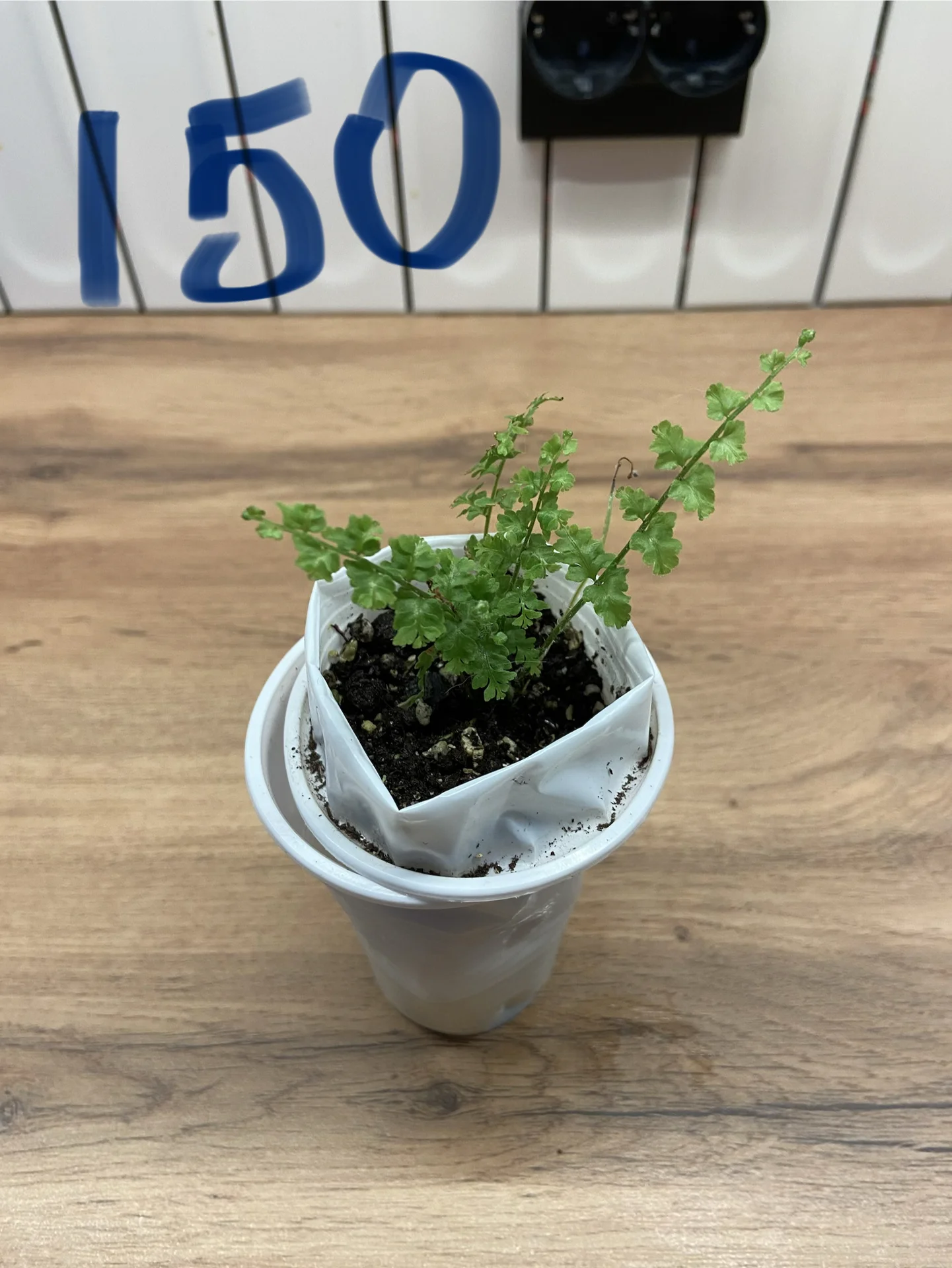 Нефролепис Грин Фэнтези (Nephrolepis ‘Green Fantas - миниатюра 2