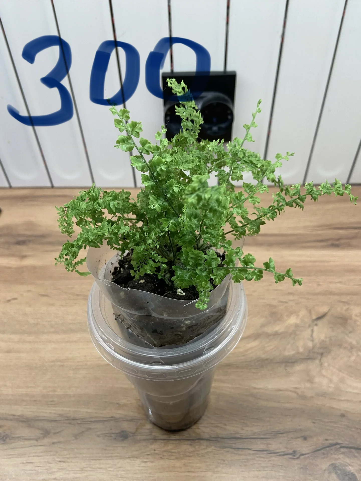 Нефролепис Грин Фэнтези (Nephrolepis ‘Green Fantas - миниатюра 3