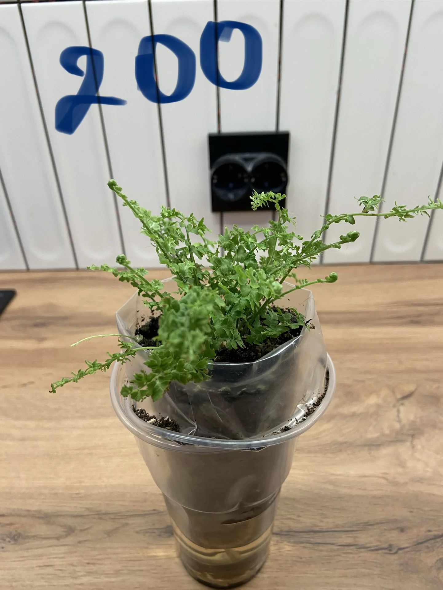Нефролепис Грин Фэнтези (Nephrolepis ‘Green Fantas - миниатюра 4