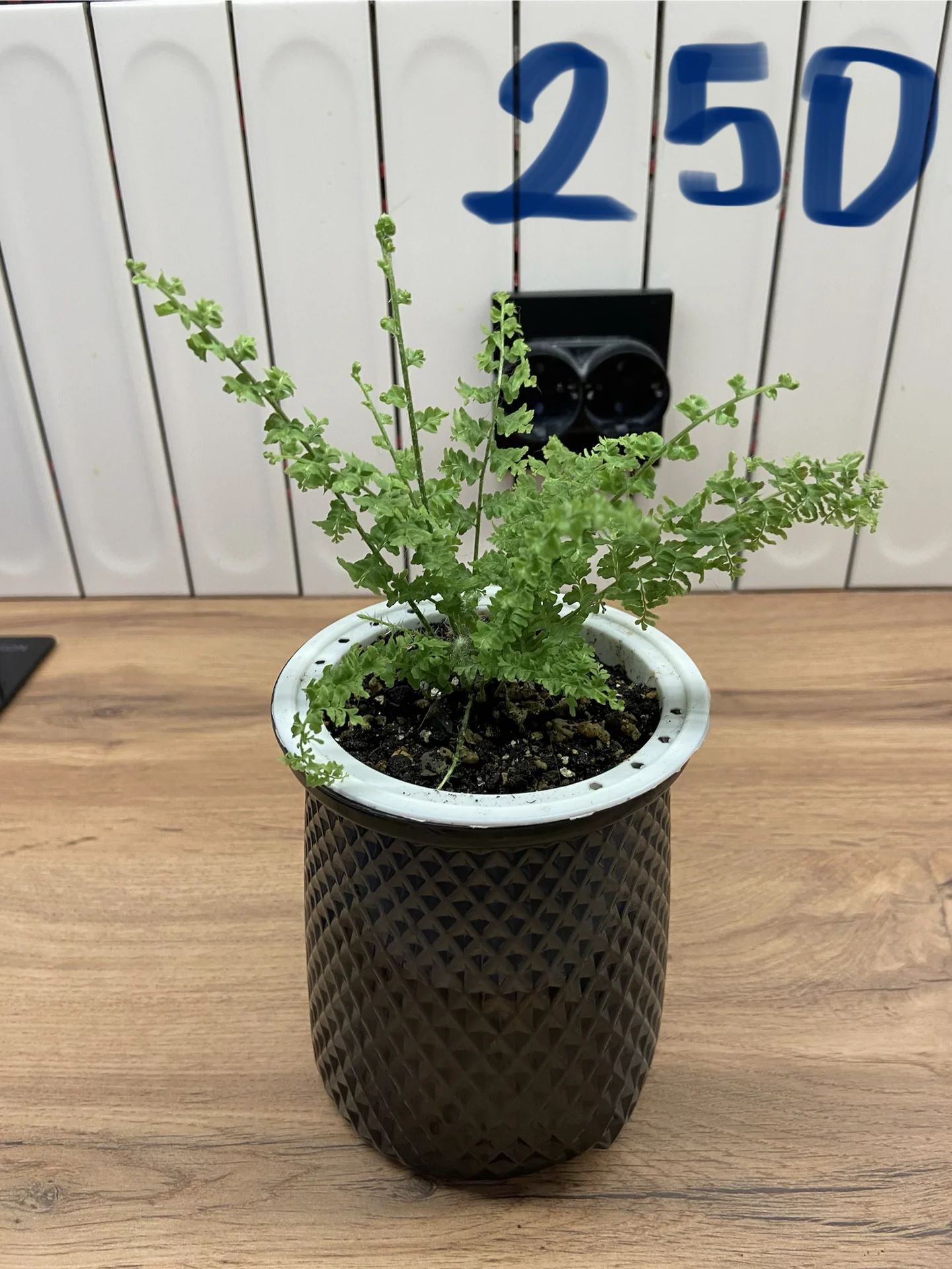 Нефролепис Грин Фэнтези (Nephrolepis ‘Green Fantas - миниатюра 5