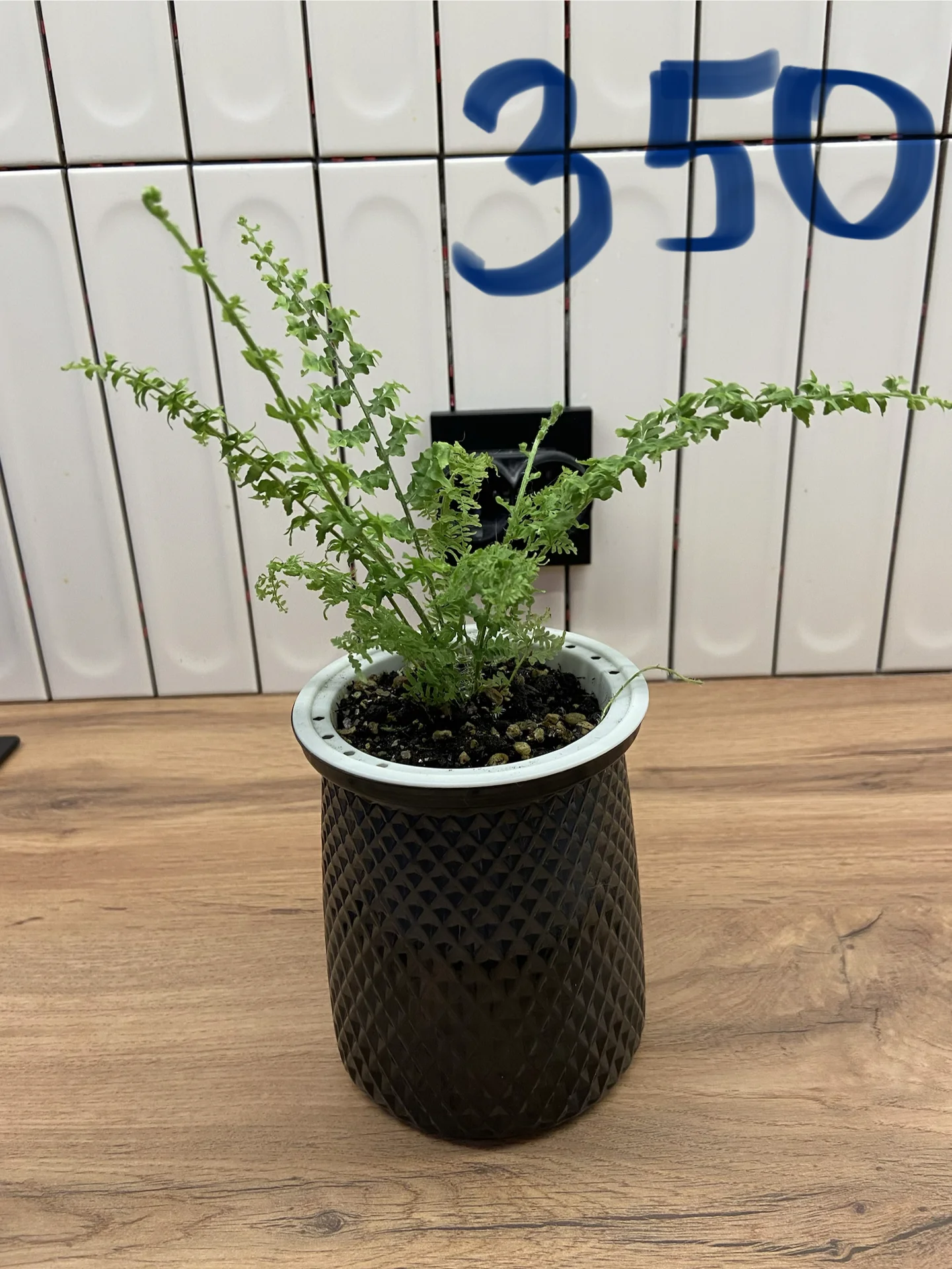 Нефролепис Грин Фэнтези (Nephrolepis ‘Green Fantas - миниатюра 6
