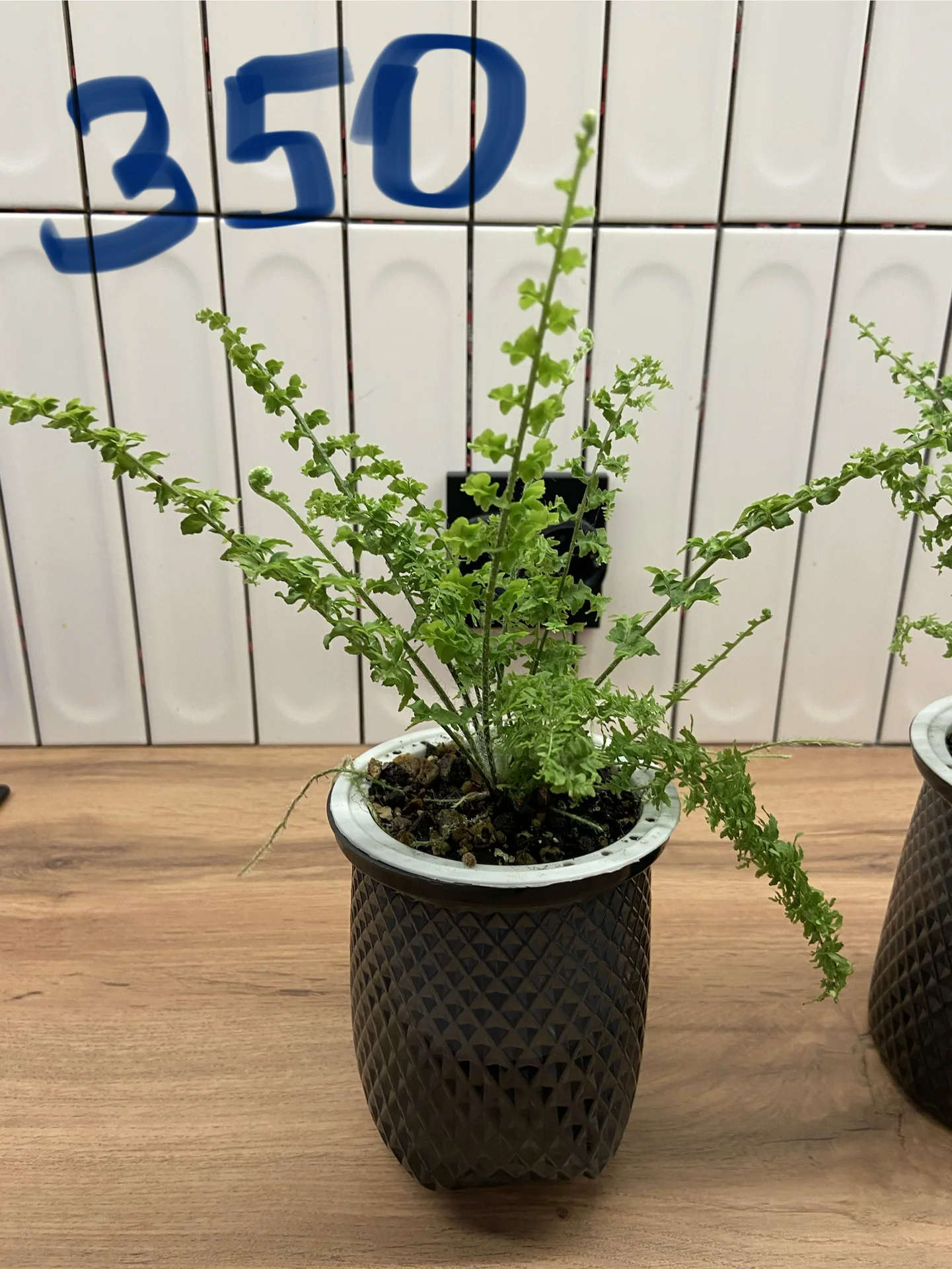 Нефролепис Грин Фэнтези (Nephrolepis ‘Green Fantas - миниатюра 7