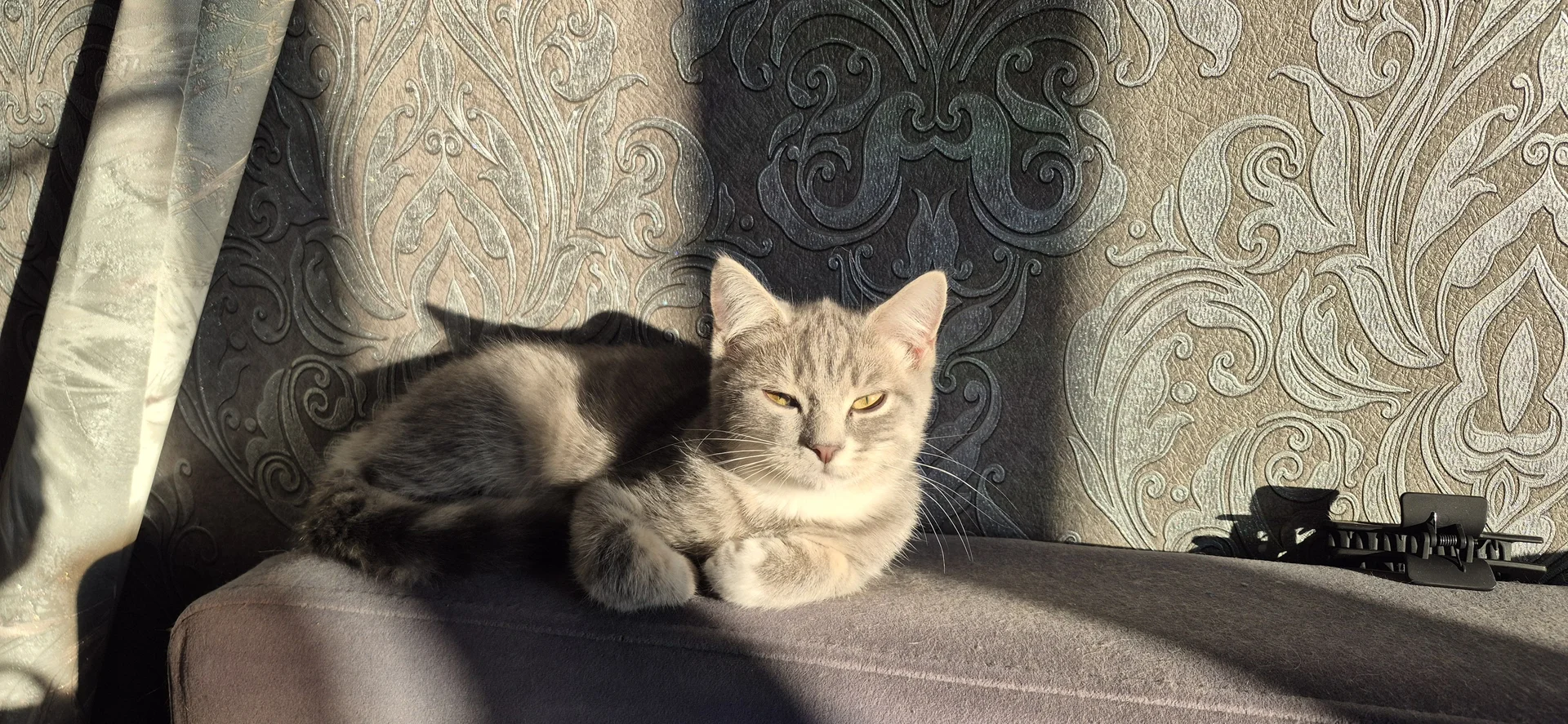 Отдам котёнка бесплатно - изображение 1