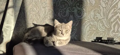 Отдам котёнка бесплатно