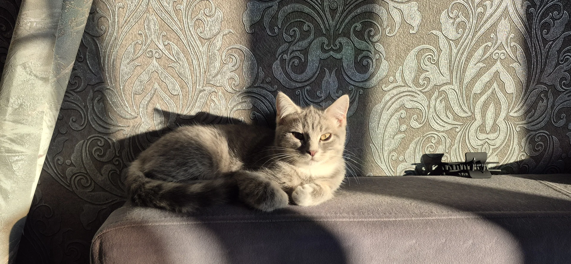 Отдам котёнка бесплатно - миниатюра 2