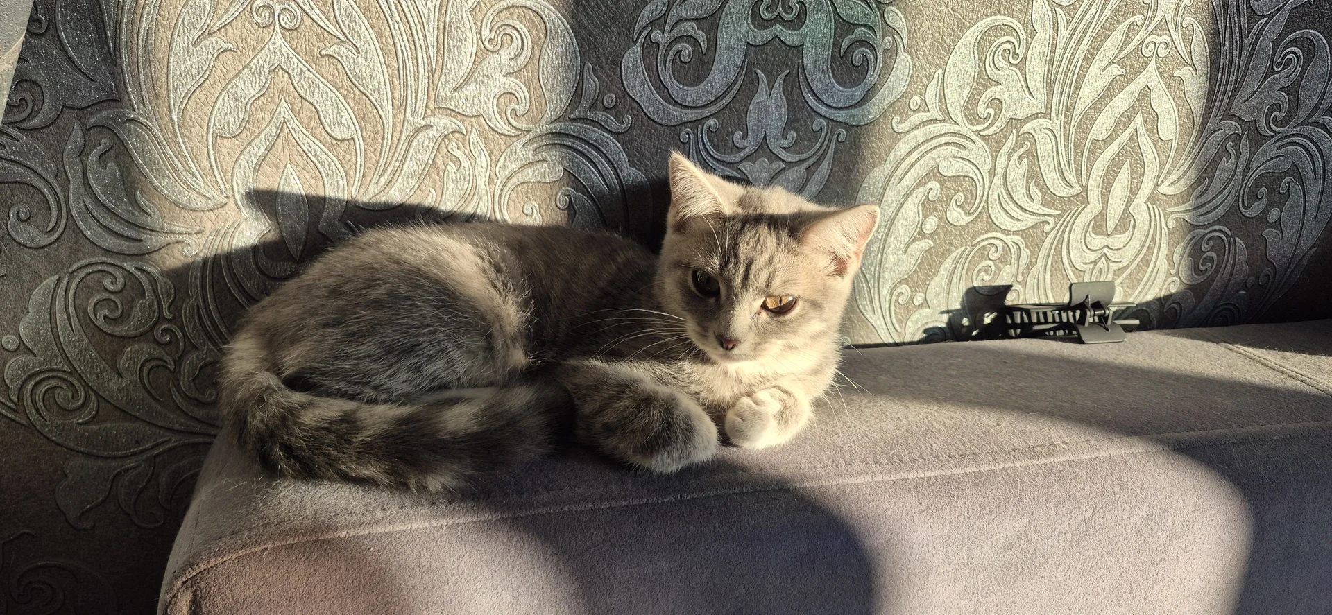 Отдам котёнка бесплатно - миниатюра 3