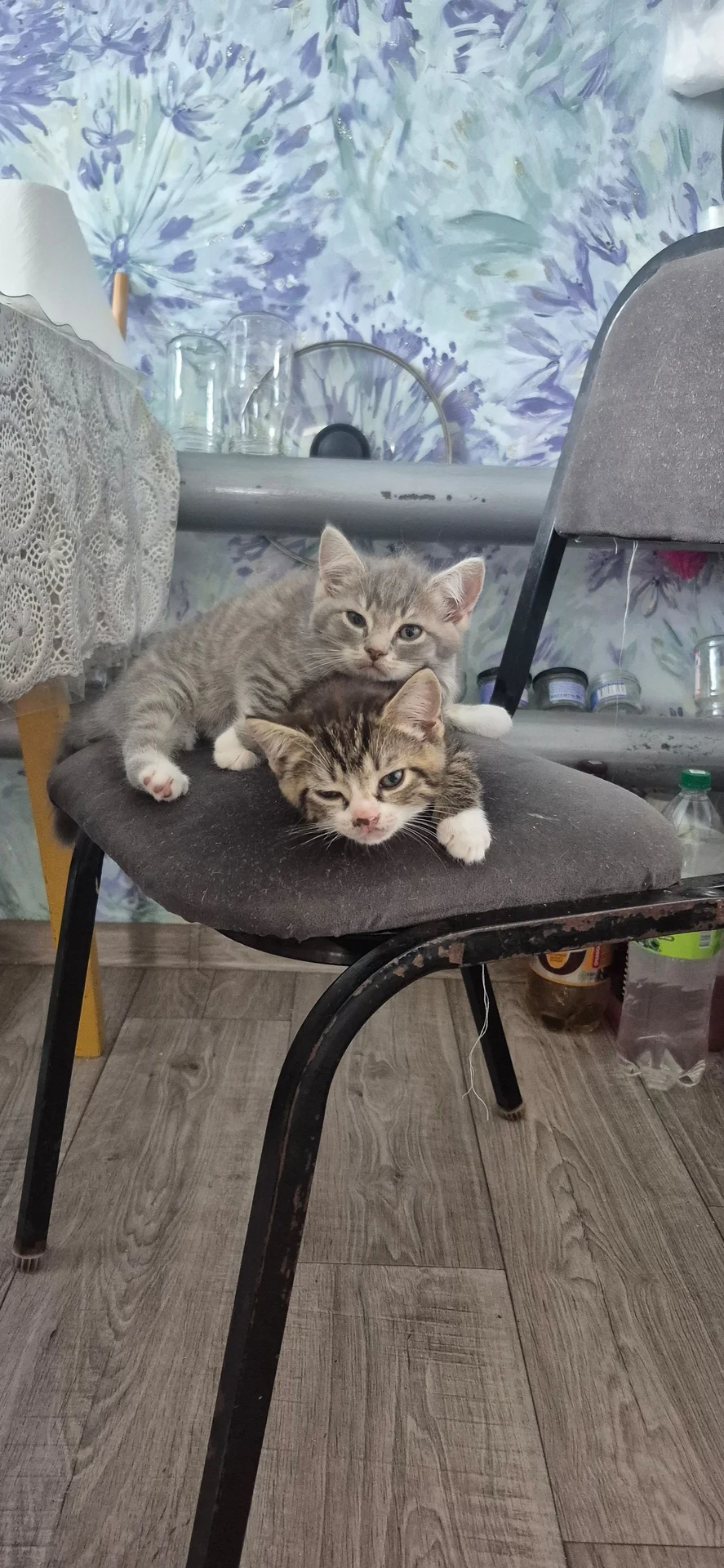 Отдам котёнка бесплатно - миниатюра 4