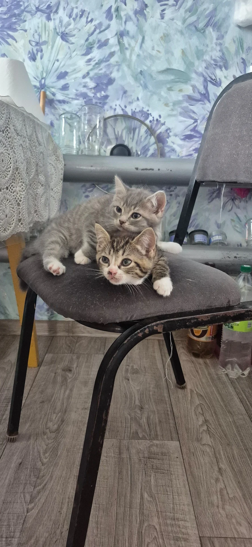 Отдам котёнка бесплатно - миниатюра 5