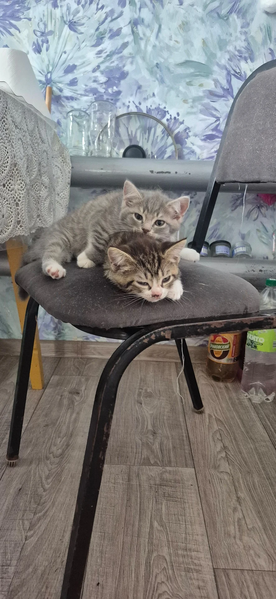 Отдам котёнка бесплатно - миниатюра 6