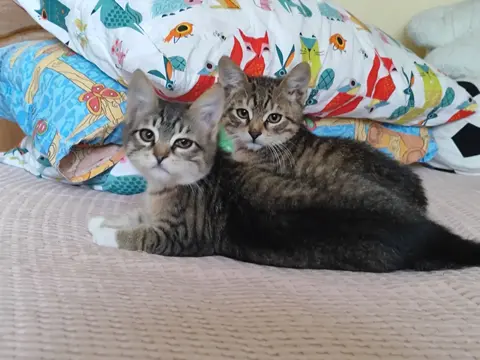 Котята мальчики 🐱