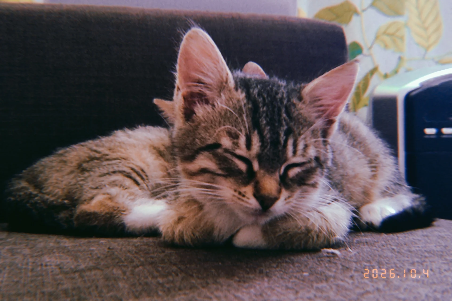 Котята мальчики 🐱 - миниатюра 4