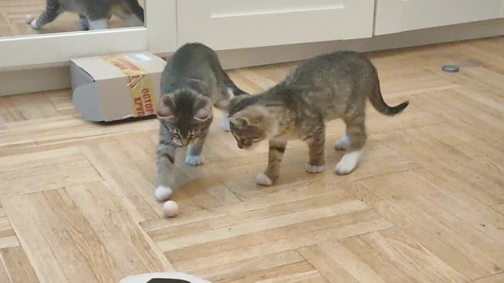Котята мальчики 🐱 - видео 5