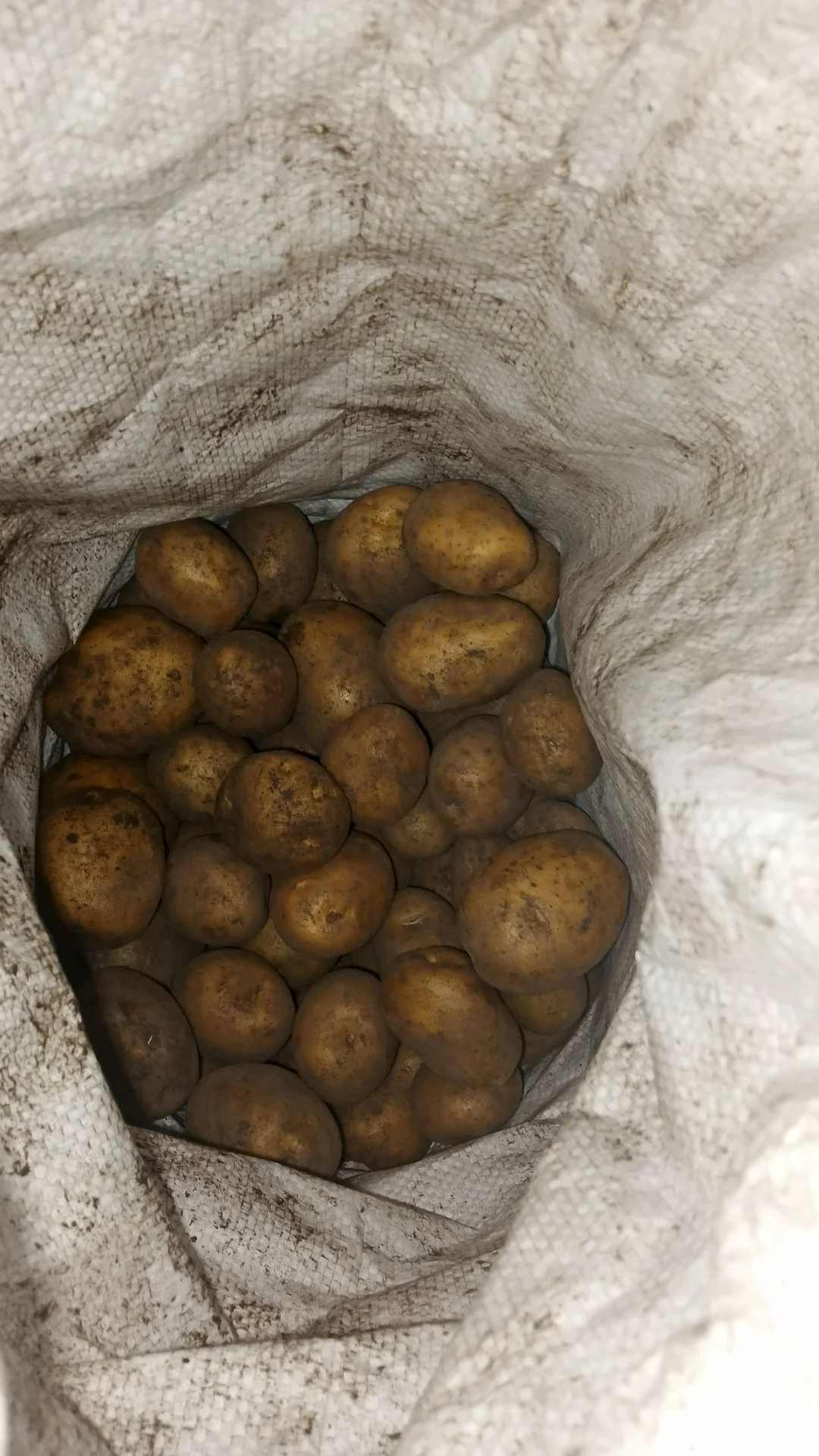 Продам картофель - изображение 1