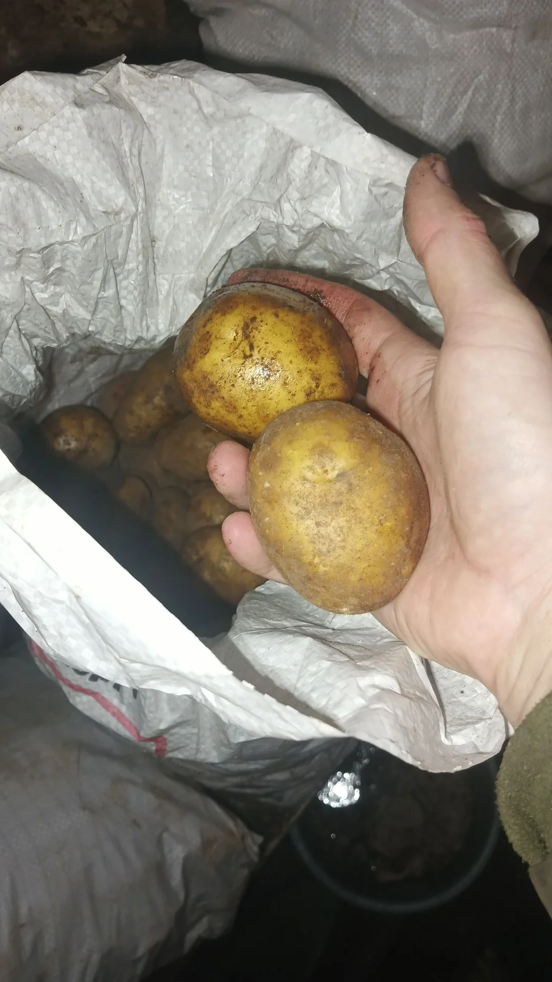 Продам картофель - миниатюра 2