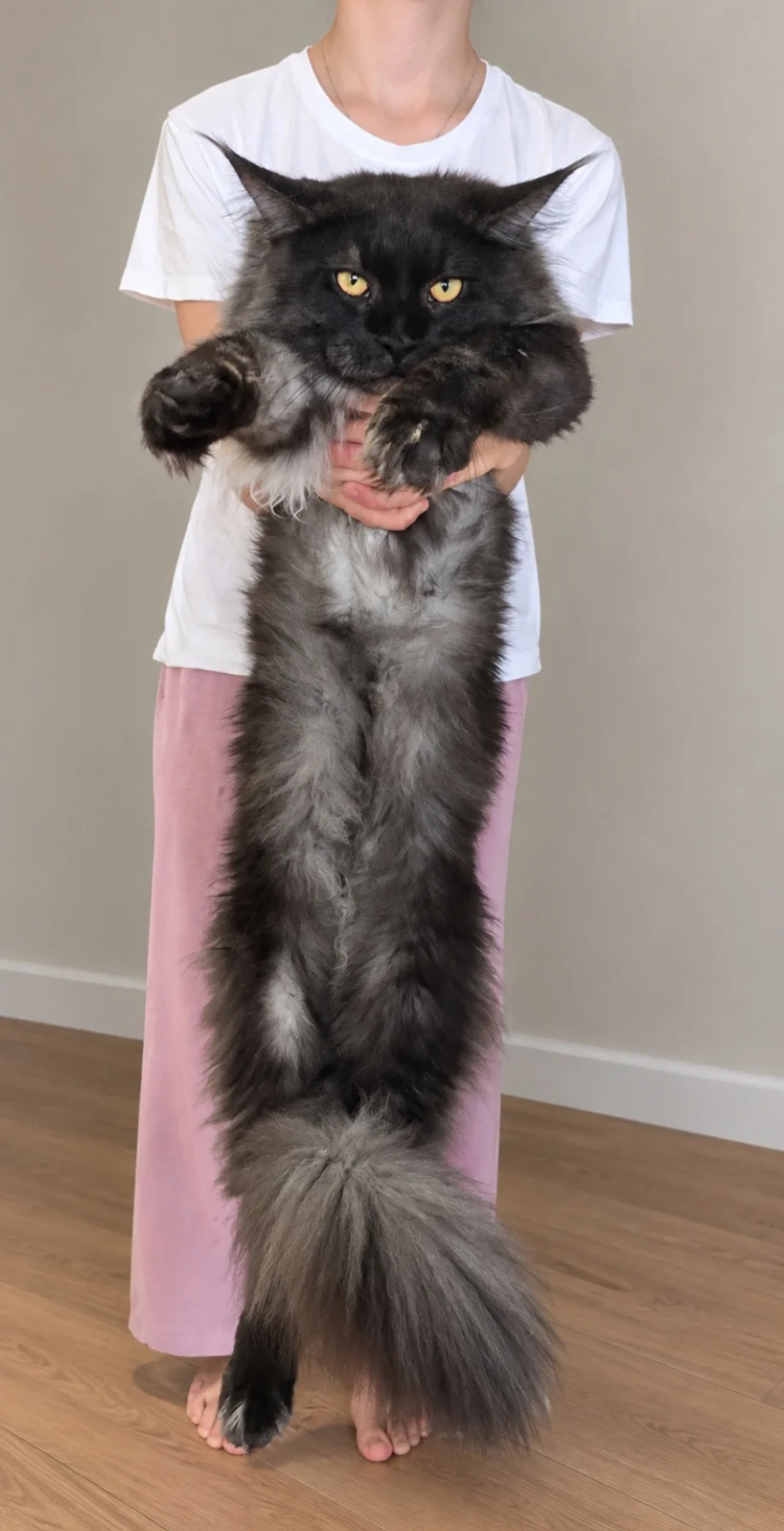 Кот Мейн-кун - миниатюра 2