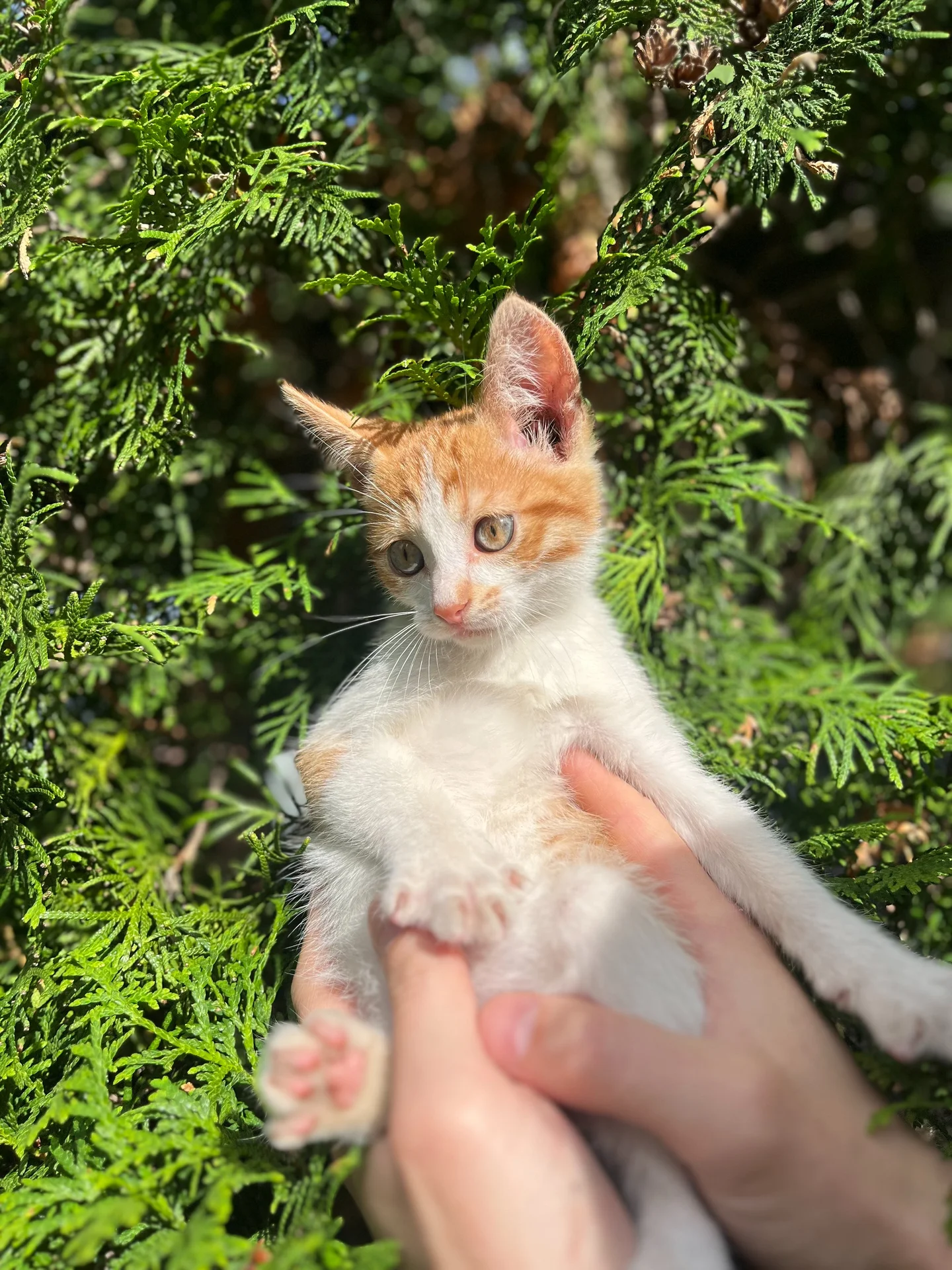 Ищем семью ласковому котёнку - миниатюра 3