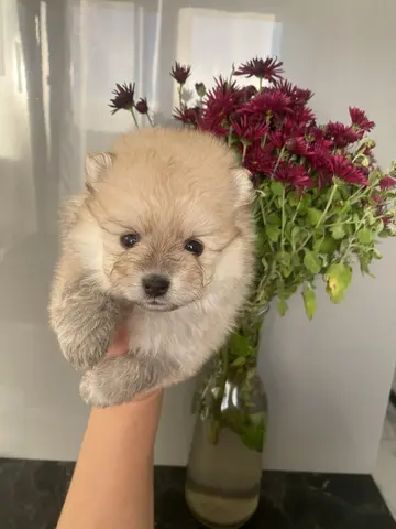 Щенки шпица