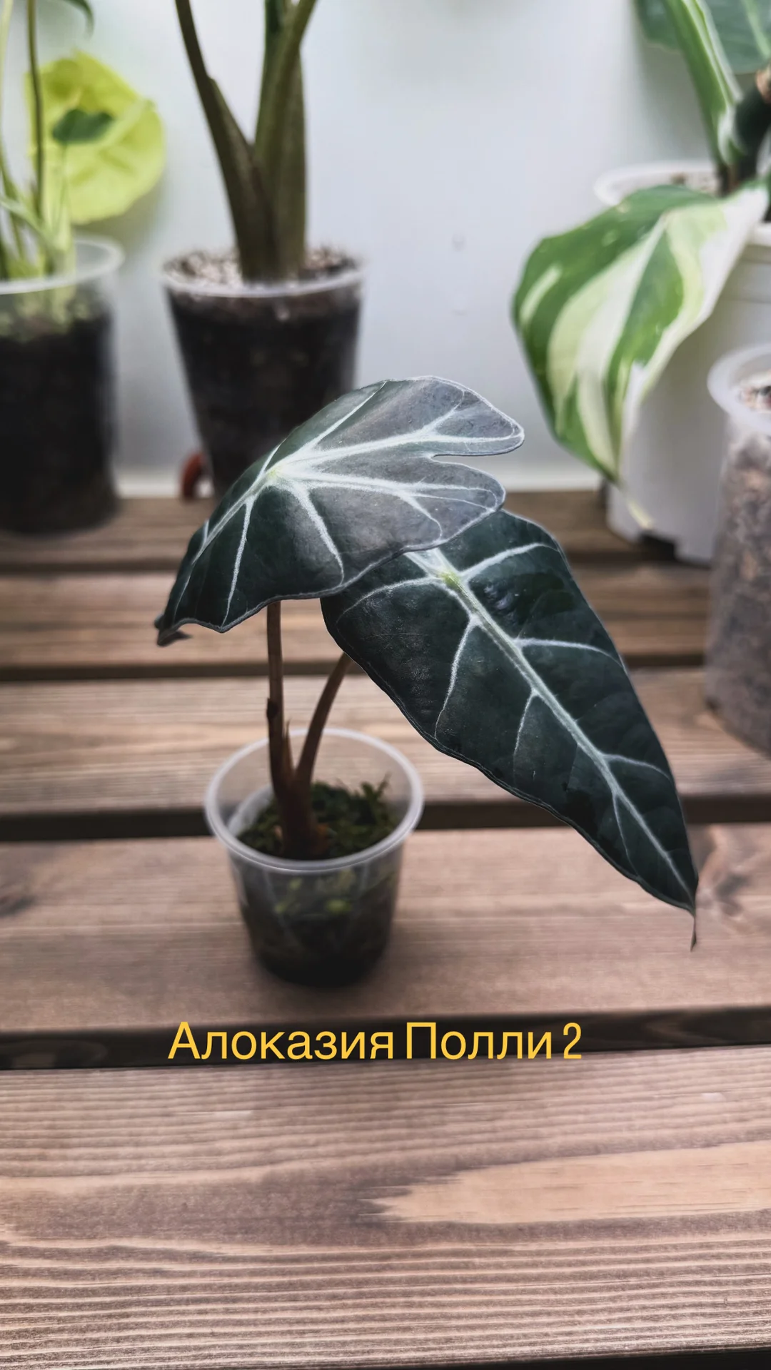 Алоказия Полли - миниатюра 2
