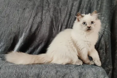 Невская Маскарадная кошка