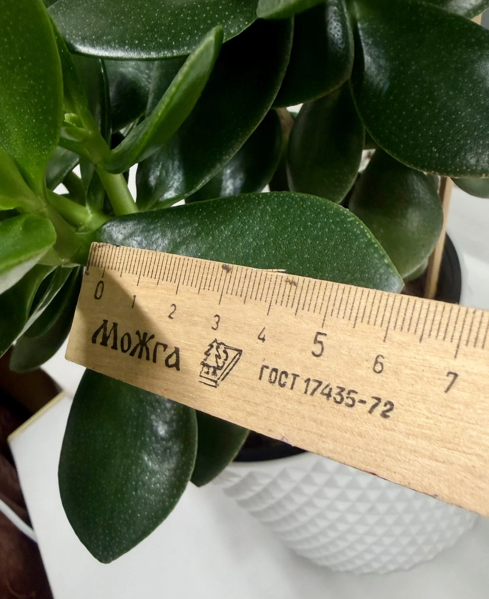 Денежное дерево толстянка - миниатюра 4