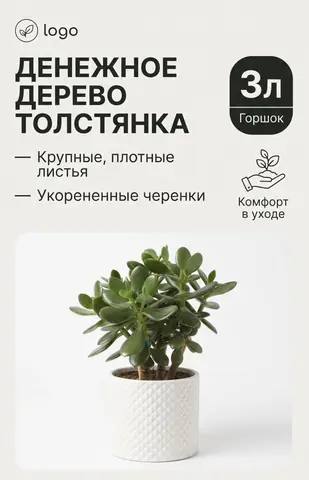 Денежное дерево толстянка