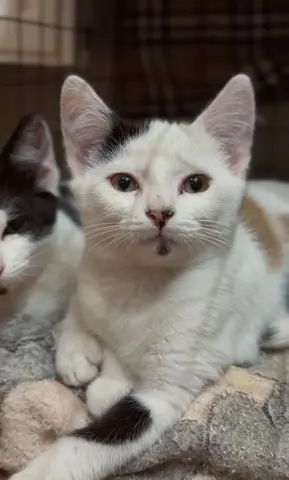 котята с Абрау-Дюрсо