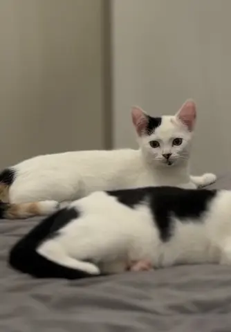 котята с Абрау-Дюрсо