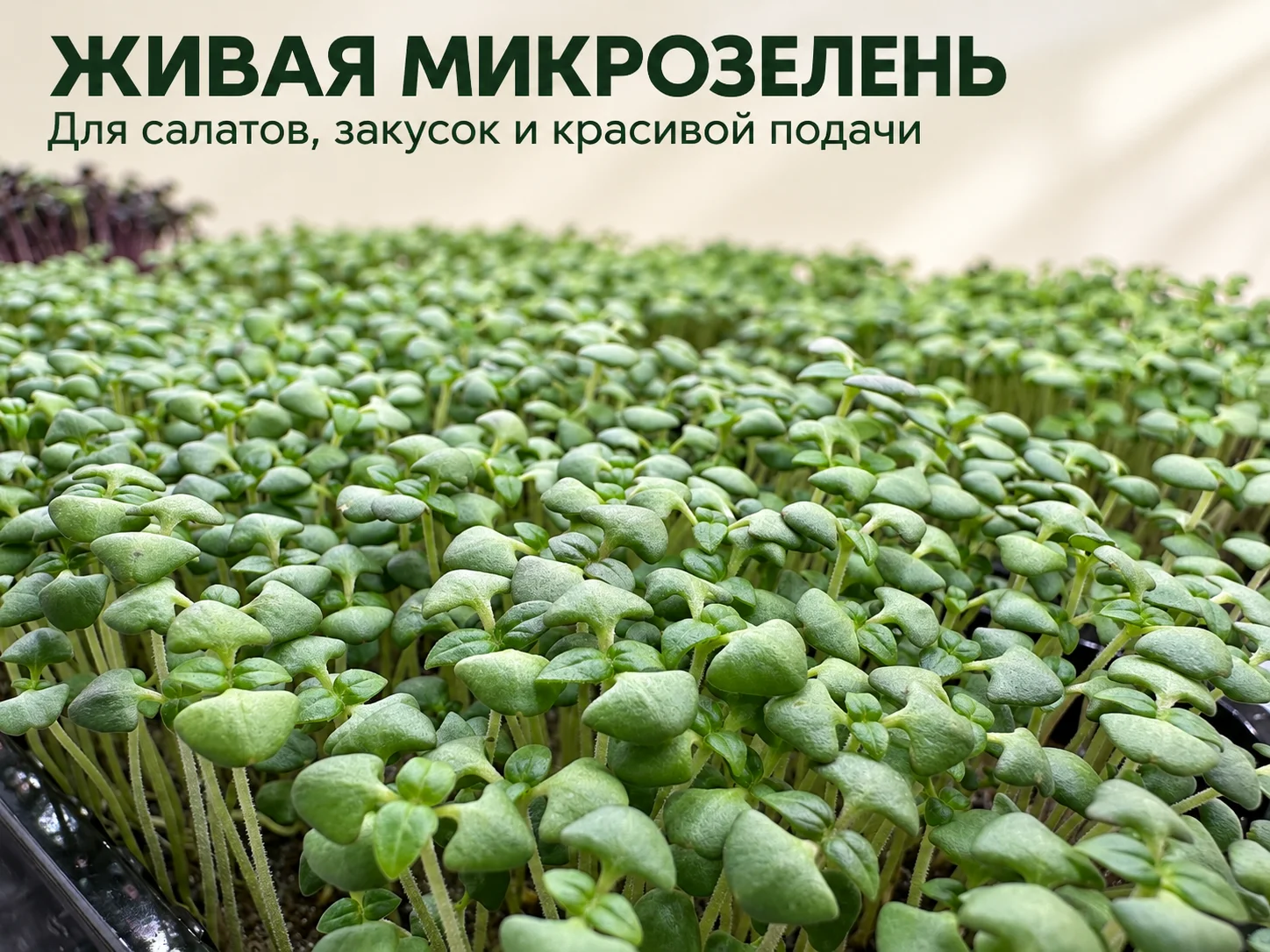 МИКРОЗЕЛЕНЬ - миниатюра 2