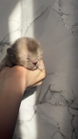 котенок Европейская бурма
