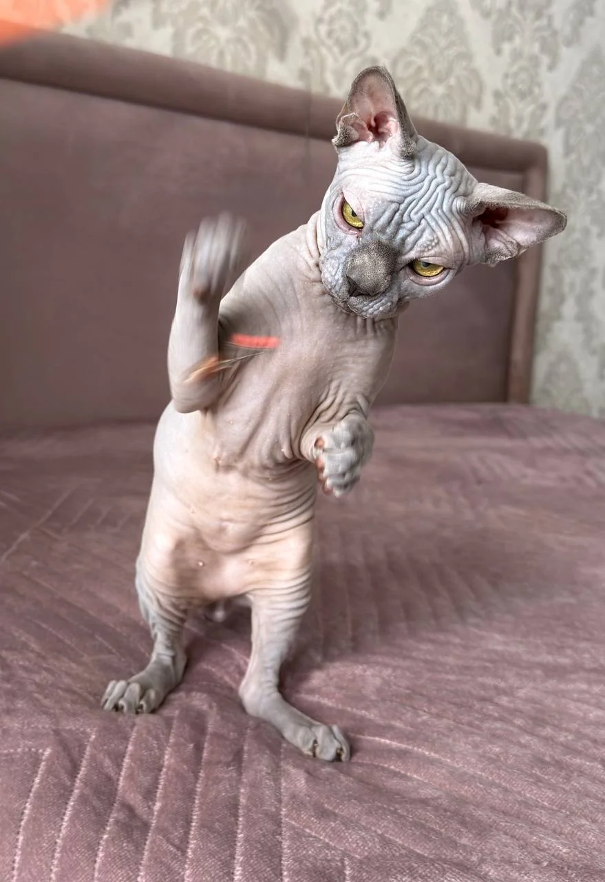 Котенок в любимцы - миниатюра 4