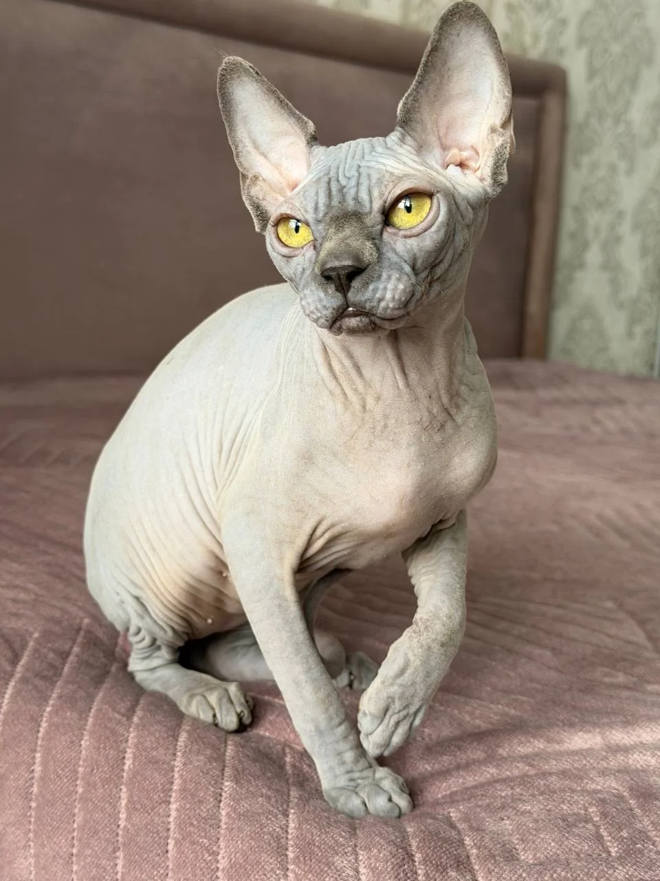 Котенок в любимцы - миниатюра 7