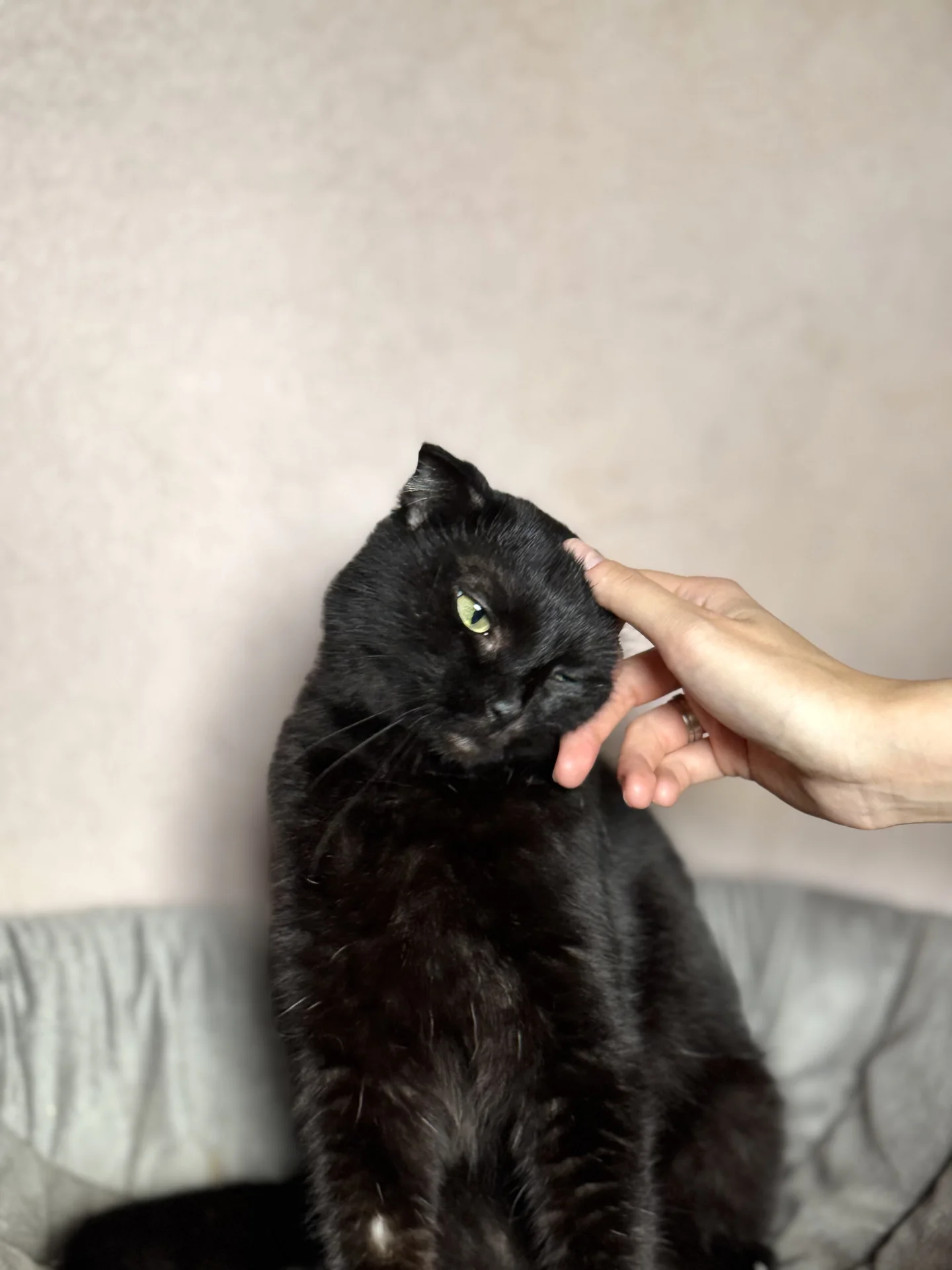 🐾Стэлла ищет свою семью! Кошечка в добрые руки - миниатюра 2