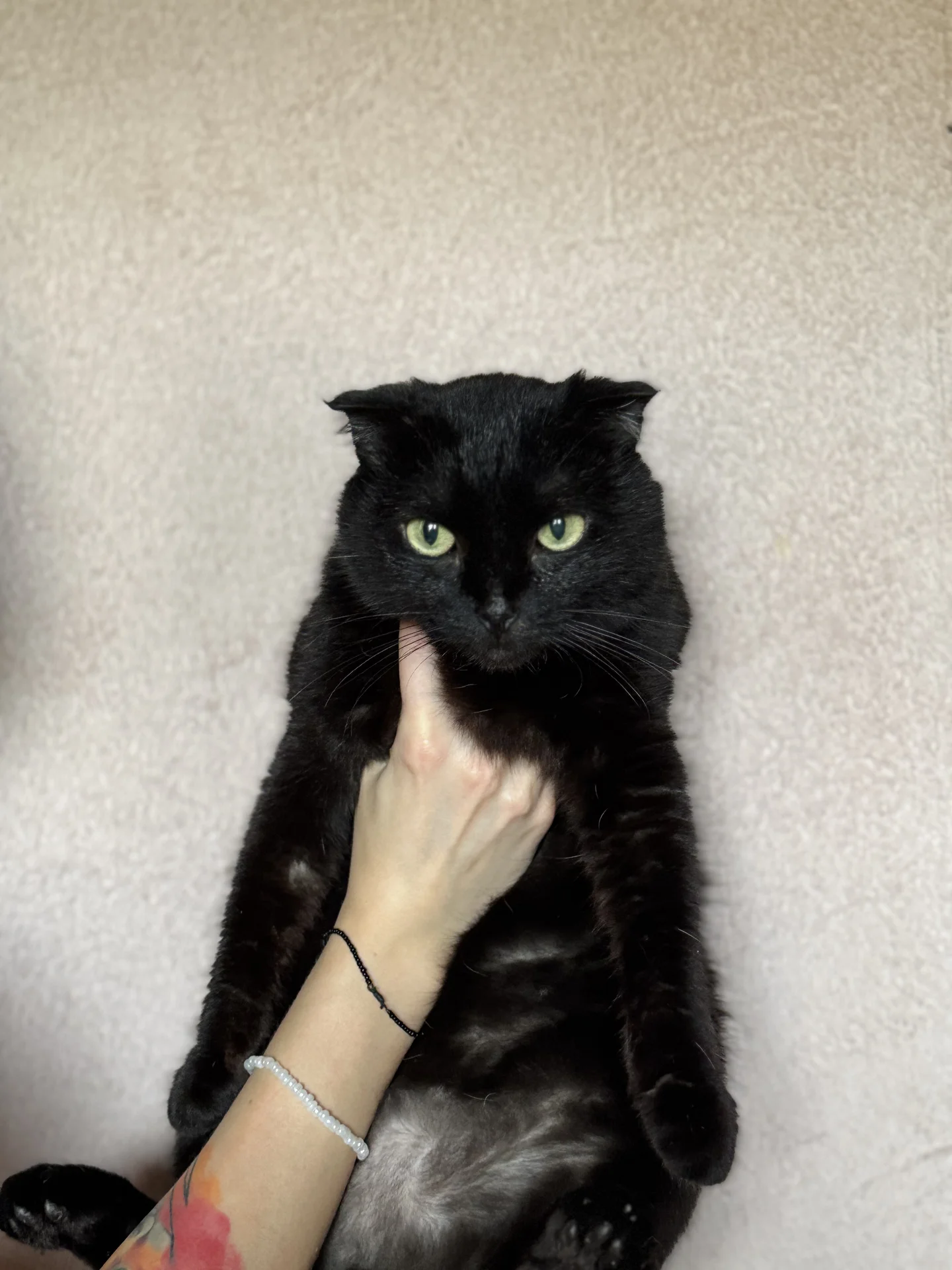 🐾Стэлла ищет свою семью! Кошечка в добрые руки - миниатюра 3