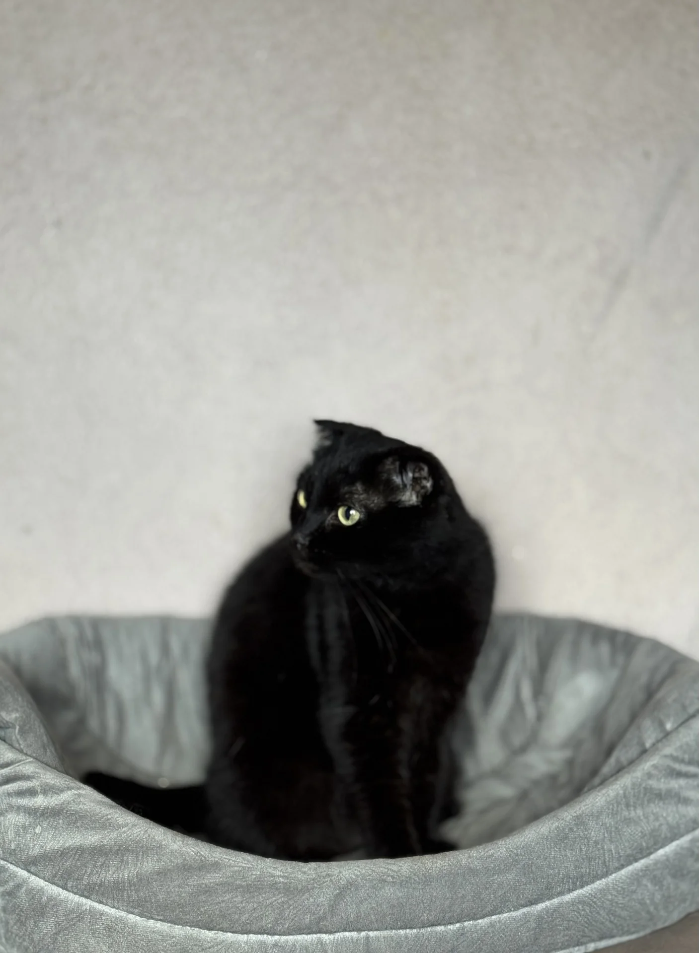 🐾Стэлла ищет свою семью! Кошечка в добрые руки - миниатюра 4