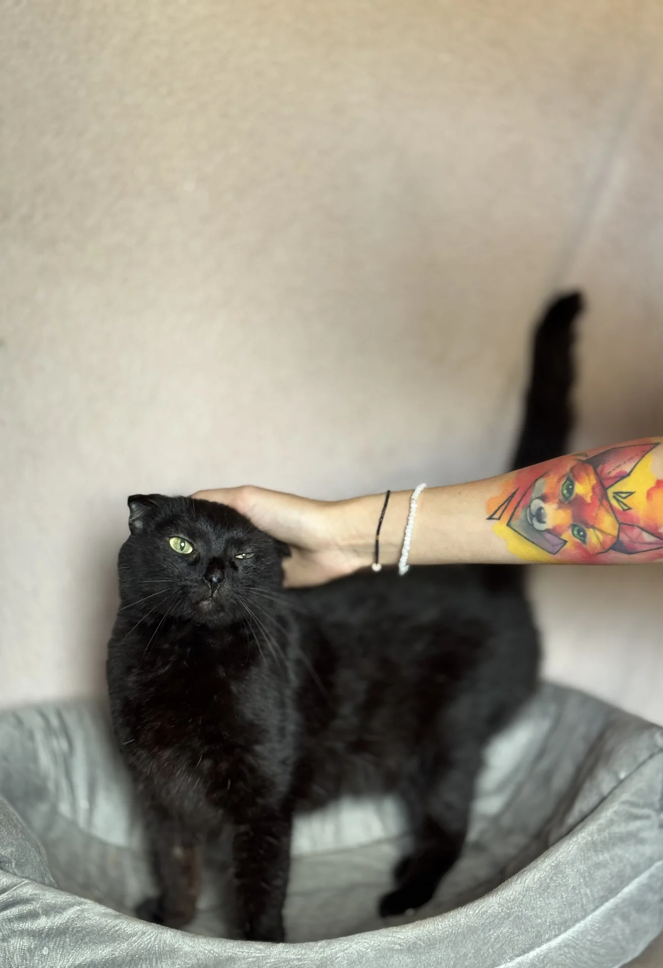 🐾Стэлла ищет свою семью! Кошечка в добрые руки - миниатюра 5