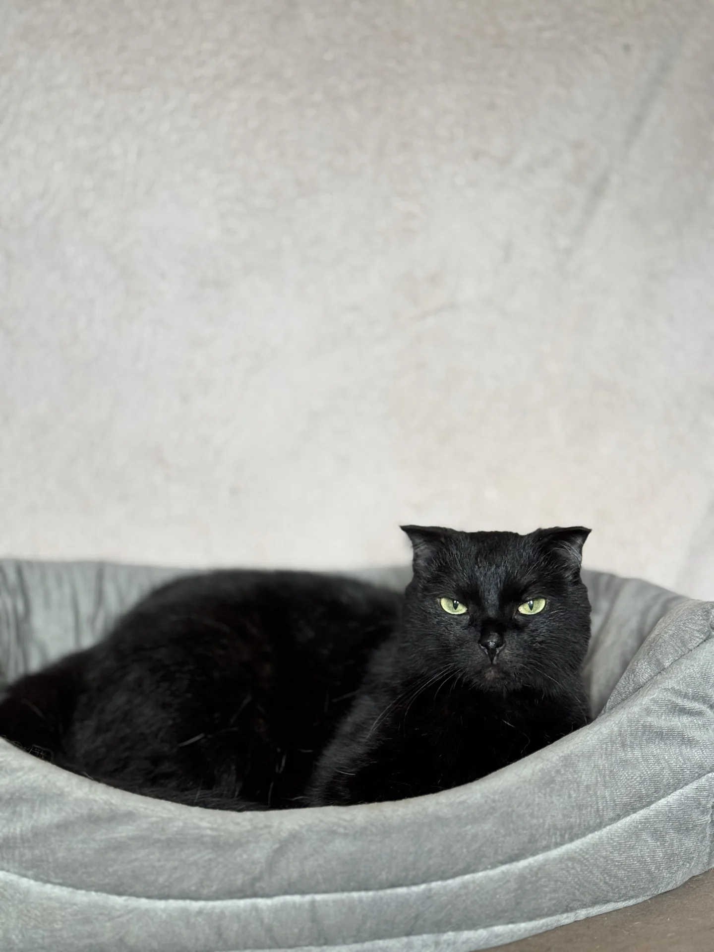 🐾Стэлла ищет свою семью! Кошечка в добрые руки - миниатюра 6