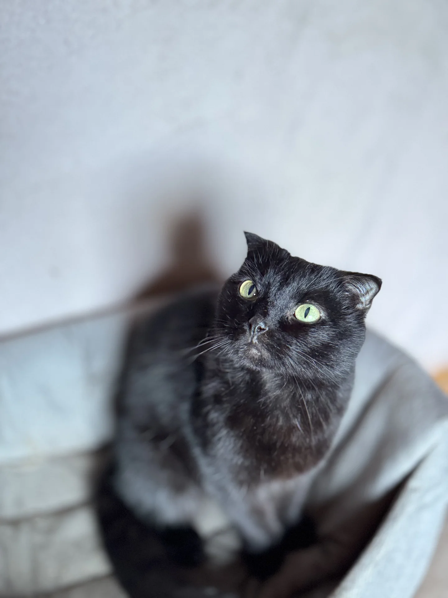 🐾Стэлла ищет свою семью! Кошечка в добрые руки - миниатюра 7