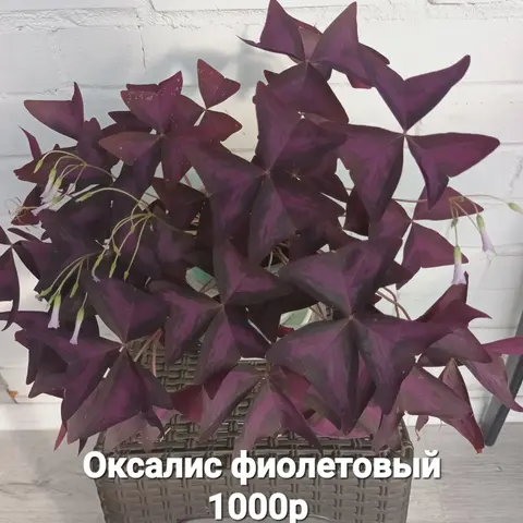 Оксалис