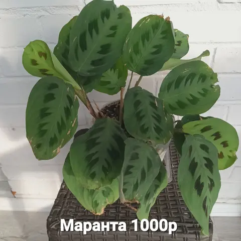Маранта